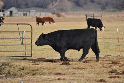 DSC_6047 (Large).JPG